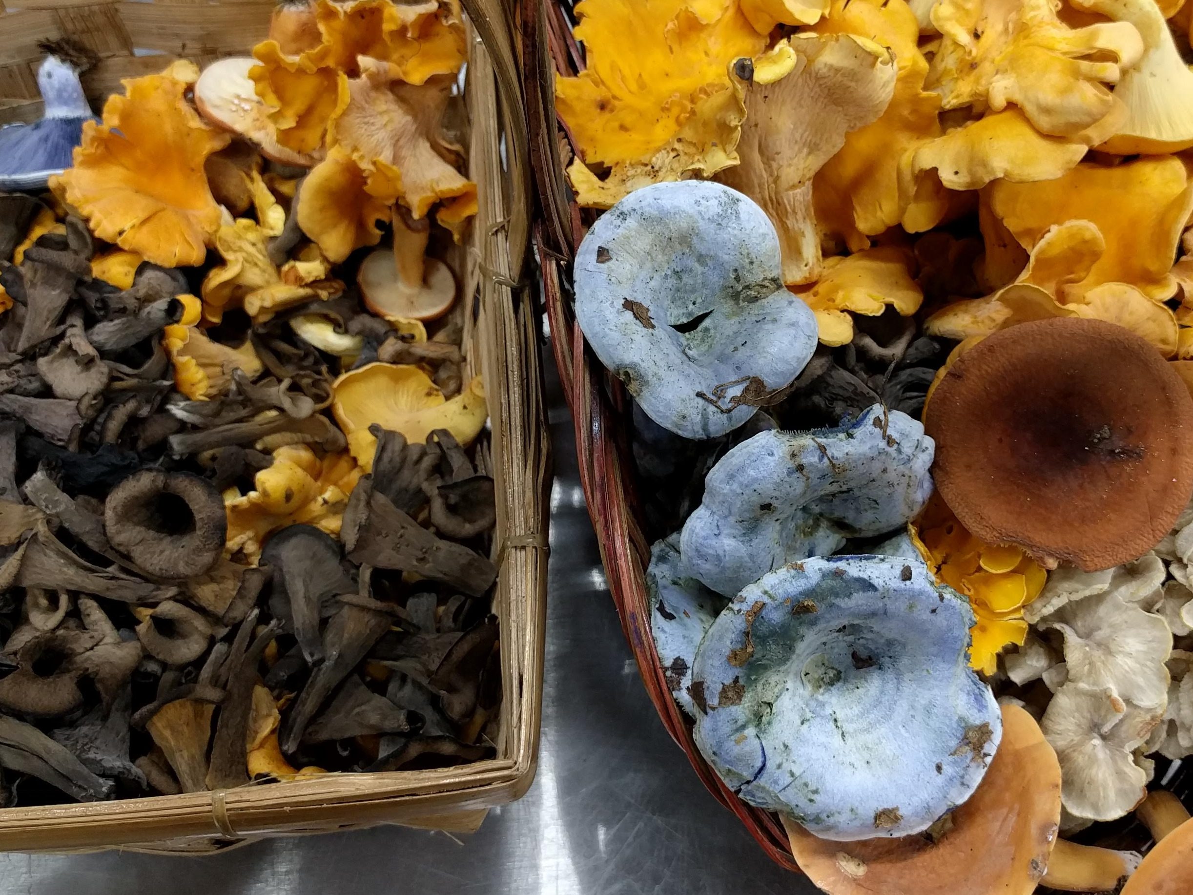 a selection of foraged mushrooms: black trumpets, chanterelles, indigo milkies, and leatherback milkies