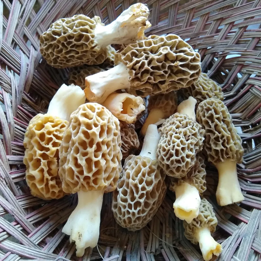 a collecting basket containing morel mushrooms