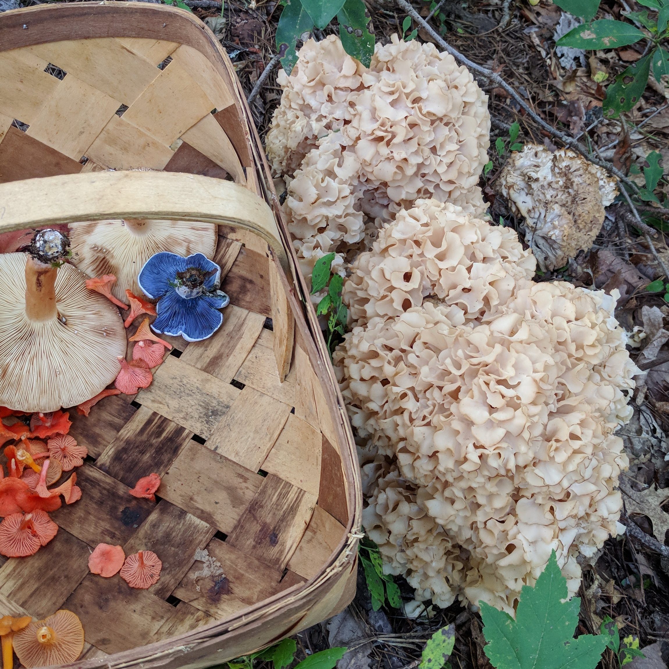a collecting basket next to a large cauliflower mushroom