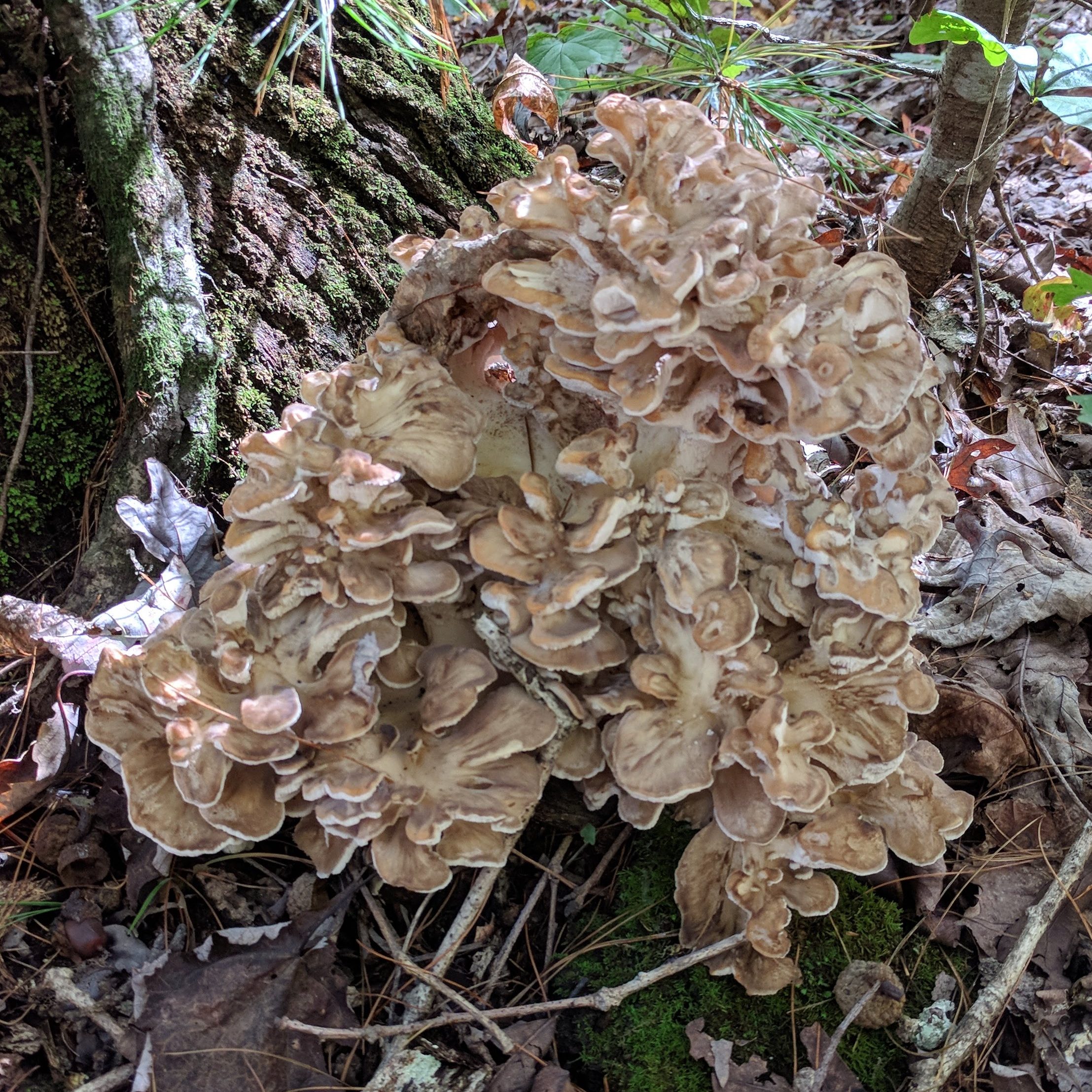 maitake mushroom growing at the base of a tree